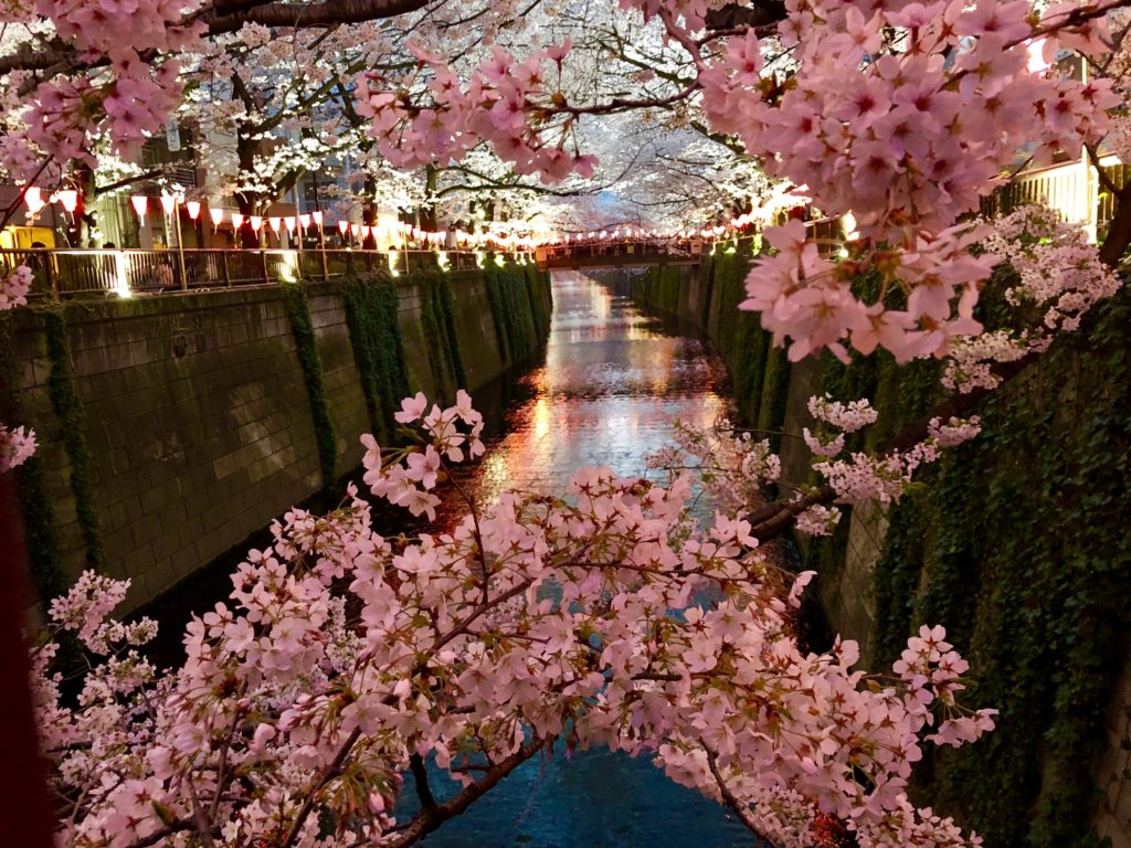 tours of japan cherry blossom